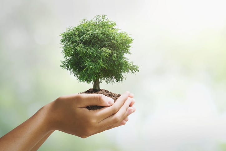 El papel se cultiva hand holdig big tree growing on green background. eco earth day concept